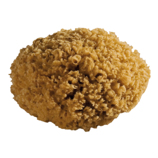 ÉPONGE DE MER